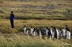 Nosso reencontro com pinguins rei em uma pinguinera na Terra do Fogo, no sul do Chile